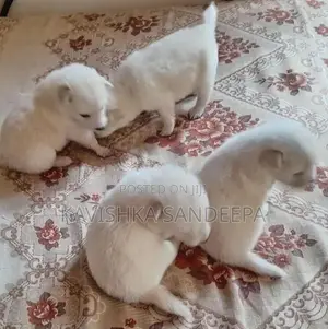 Pomeranian Puppies