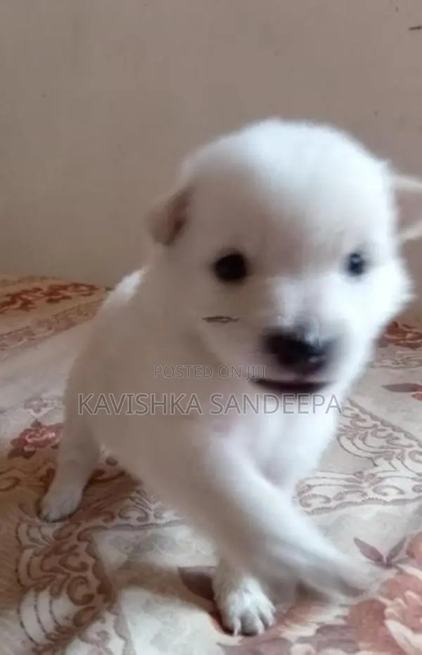 Pomeranian Puppies