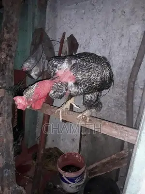 කුකුලෙක්