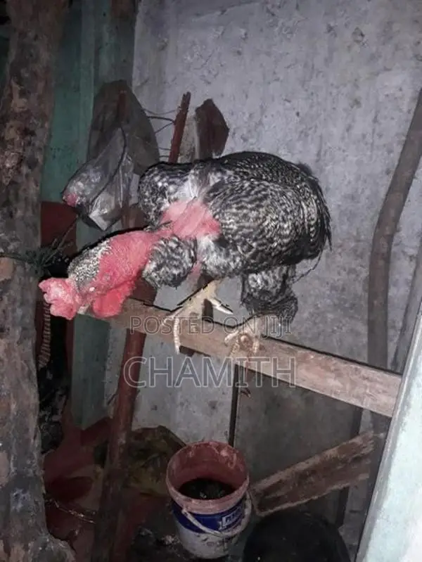 කුකුලෙක්