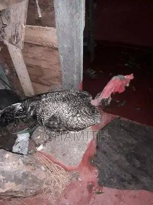 කුකුලෙක්