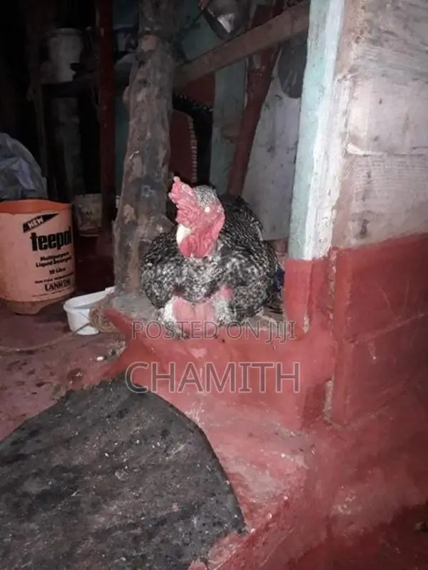 කුකුලෙක්