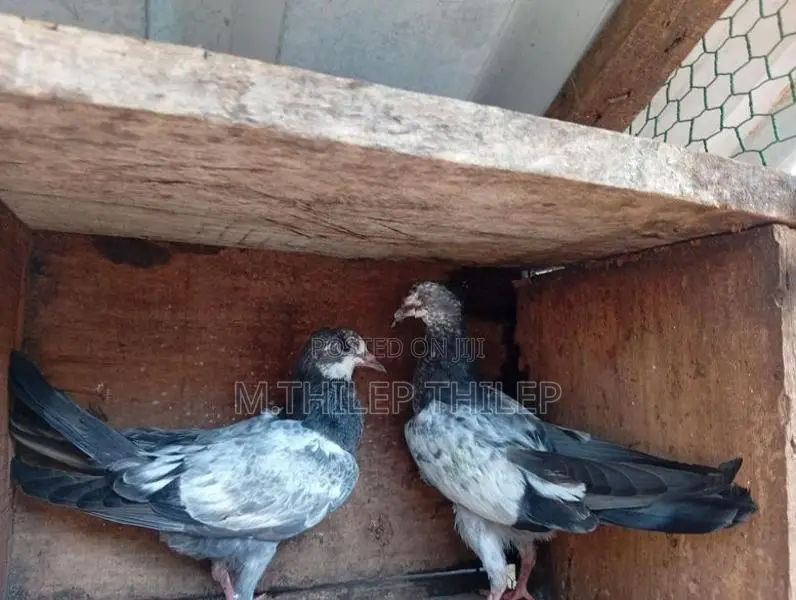 Pigeons