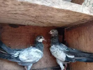 Pigeons
