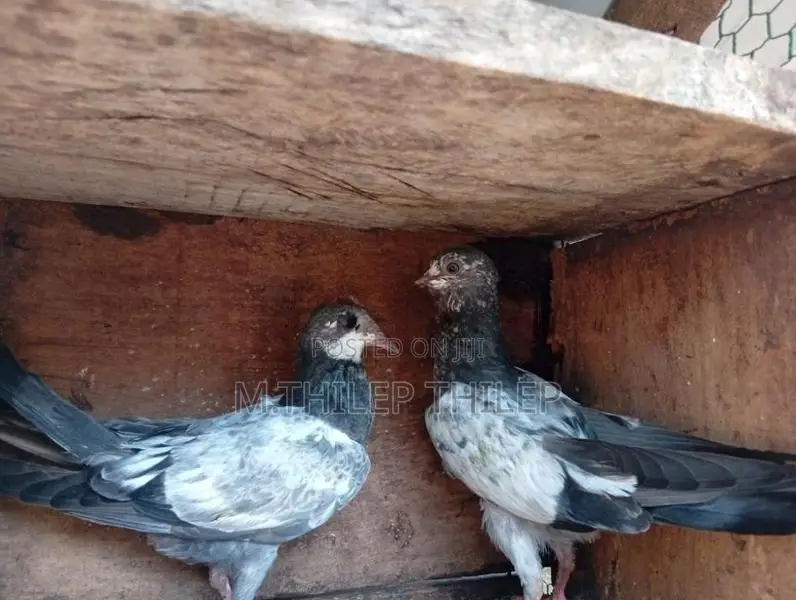 Pigeons