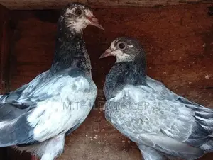 Pigeons