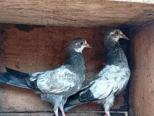 Pigeons