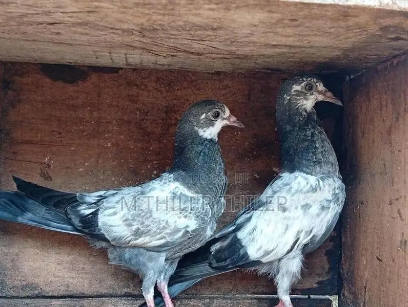 Pigeons