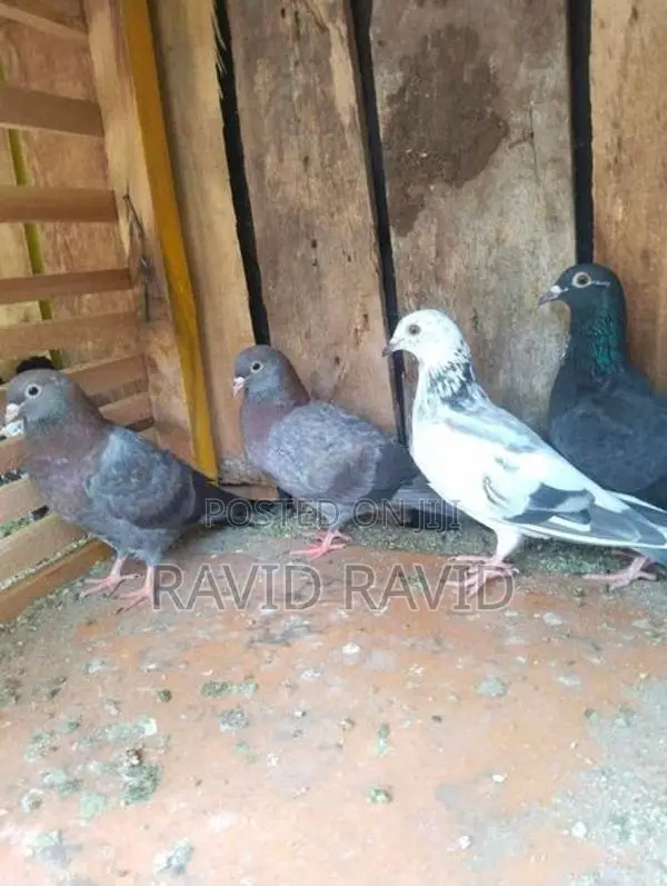 Pigeon