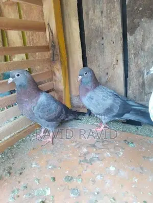 Pigeon