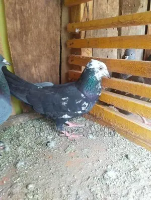 Pigeon