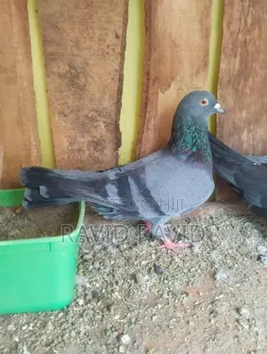 Pigeon