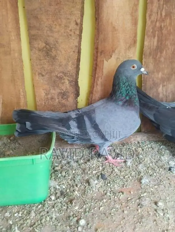 Pigeon