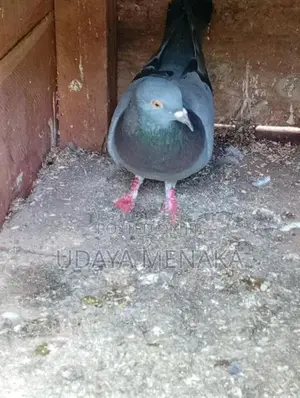 Pigeon