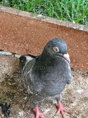 Pigeon