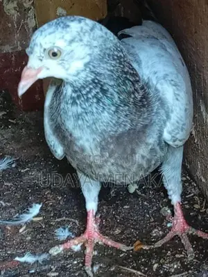 Pigeon