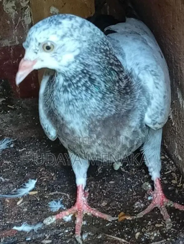 Pigeon