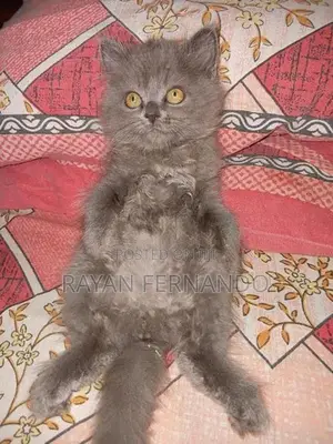 British cat