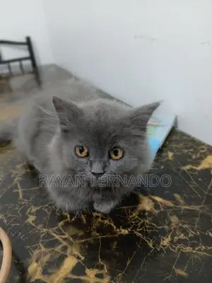 British cat