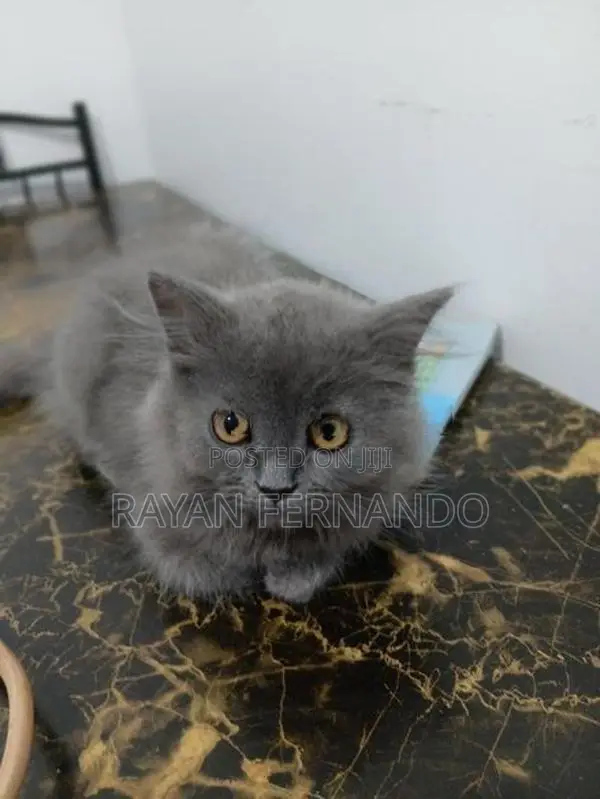 British cat