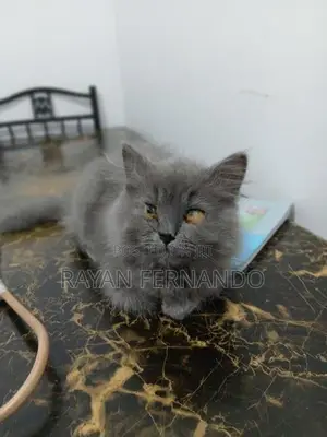 British cat