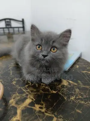 British cat