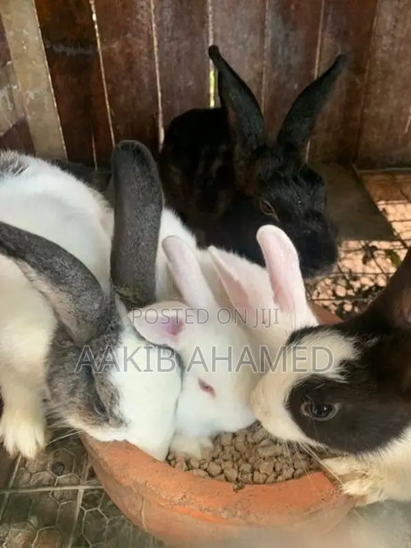Rabbits