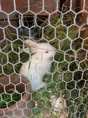Rabbits