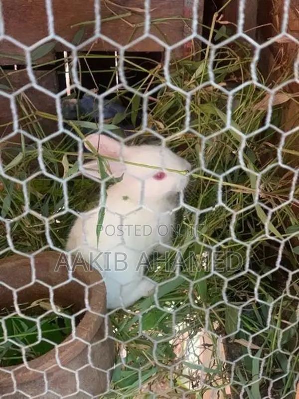 Rabbits