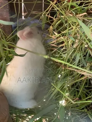 Rabbits