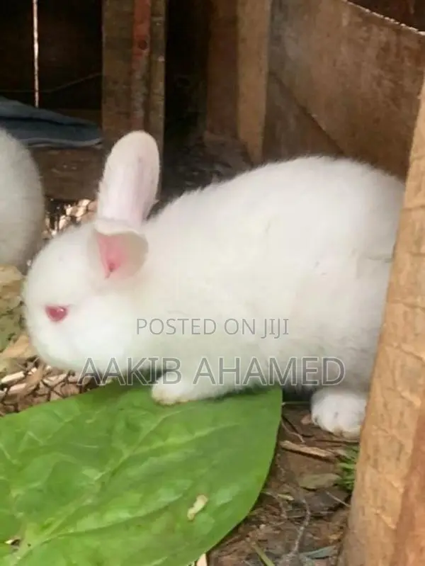Rabbits