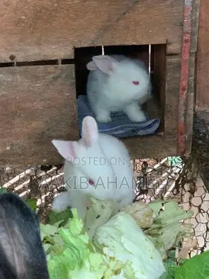 Rabbits