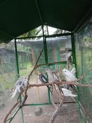 Cokateil Bird