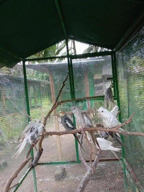 Cokateil Bird
