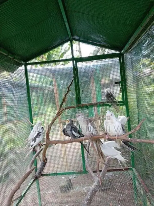 Cokateil Bird