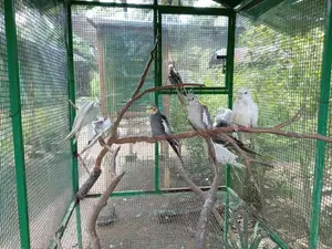 Cokateil Bird