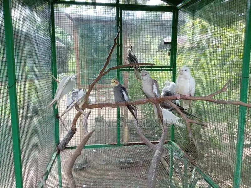 Cokateil Bird
