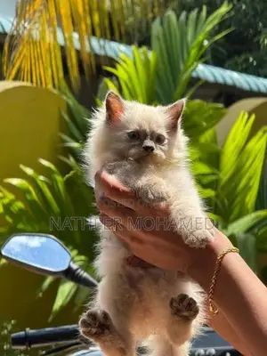 Persian Cat
