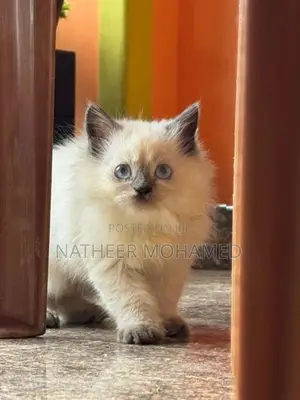 Persian Cat