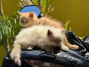 Persian Cat