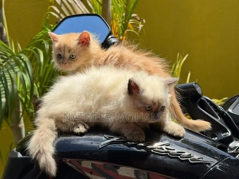 Persian Cat