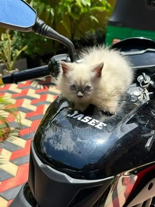 Persian Cat