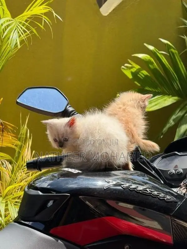 Persian Cat
