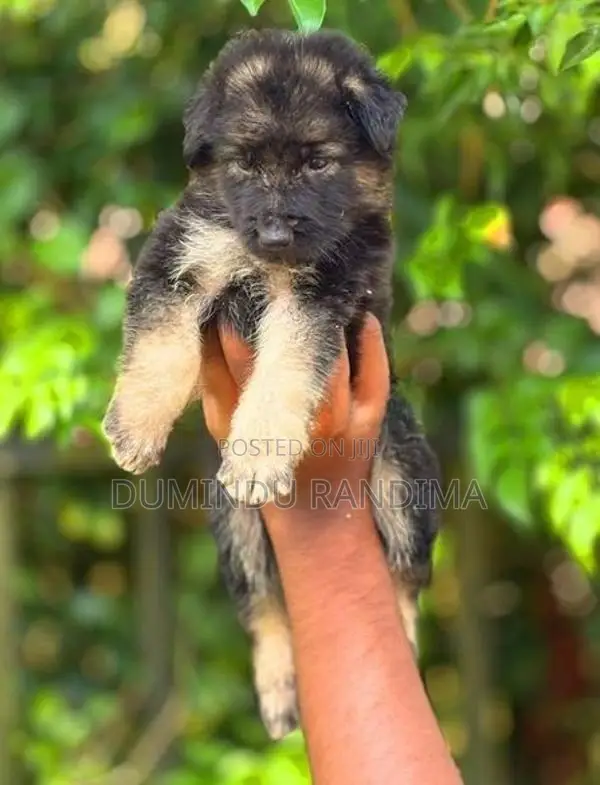 German Shepherd Puppies