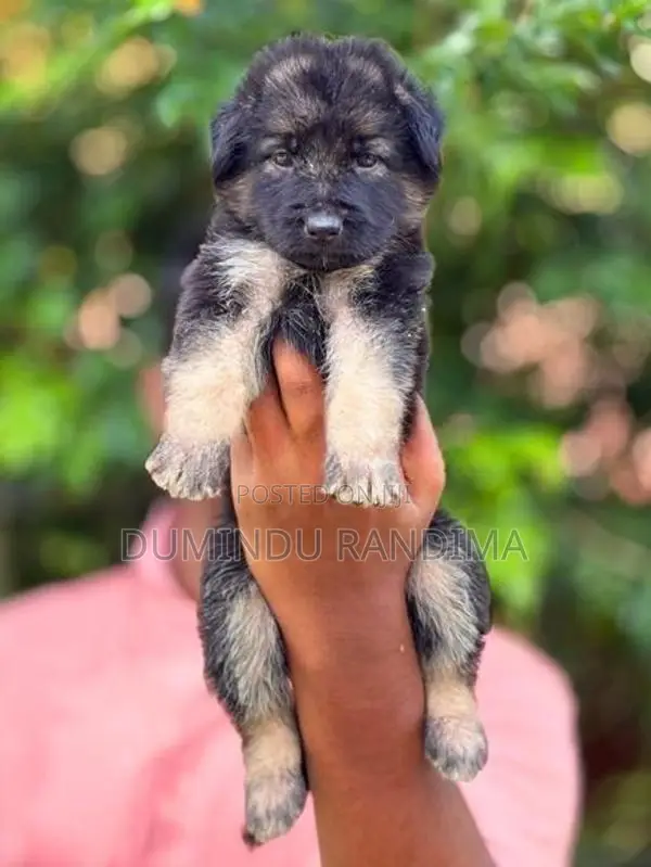 German Shepherd Puppies