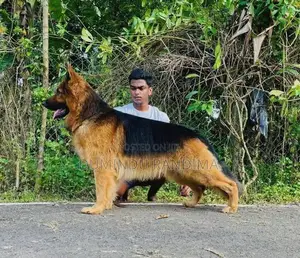 German Shepherd Puppies