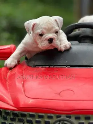 Bulldog Puppy