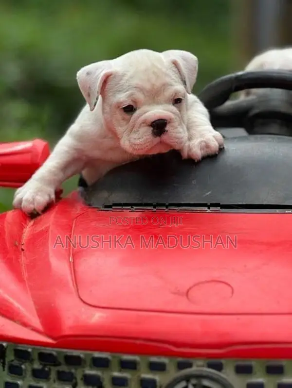 Bulldog Puppy