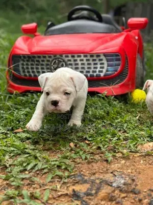 Bulldog Puppy
