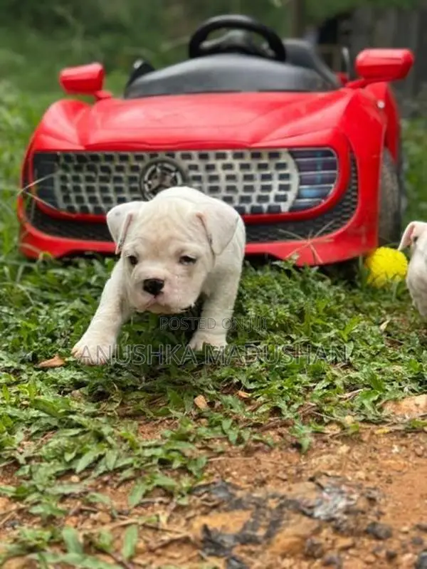 Bulldog Puppy